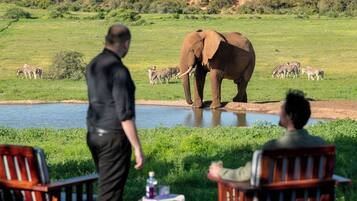 Un hombre caminando hacia un elefante y cebras junto a un cuerpo de agua.