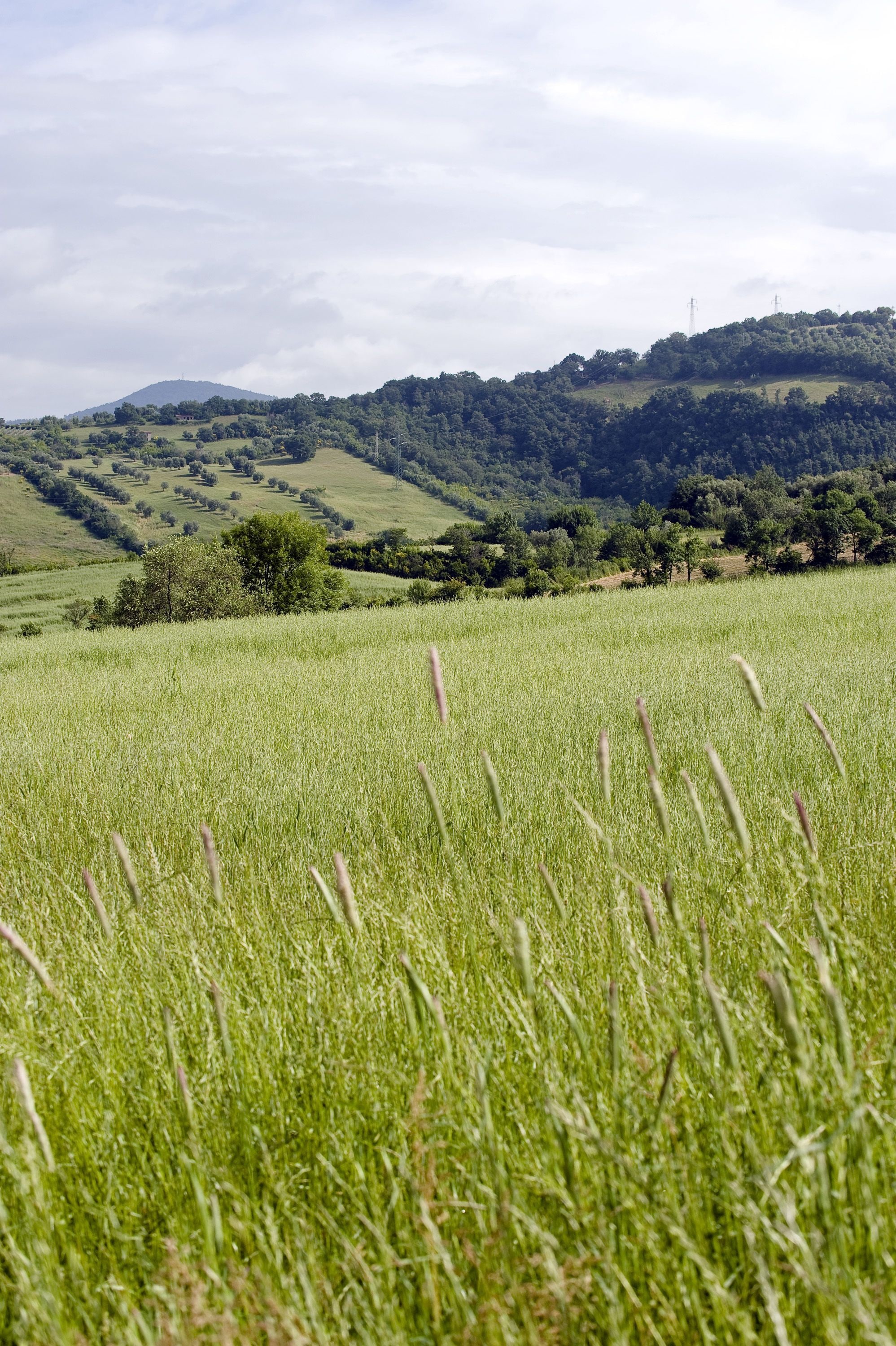 A grassy field with rolling hills and trees in the background.