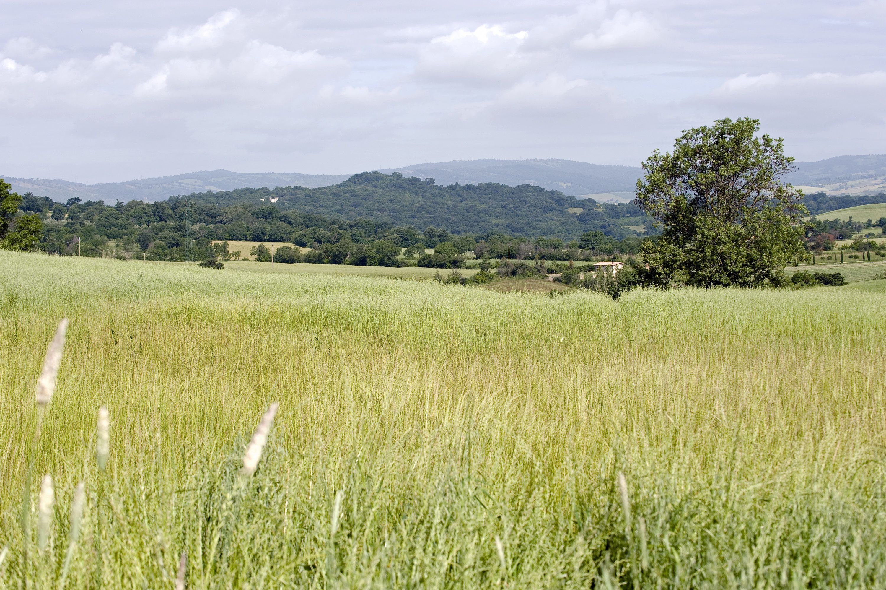 Un campo con un árbol solitario al frente y una vista distante de colinas y árboles.