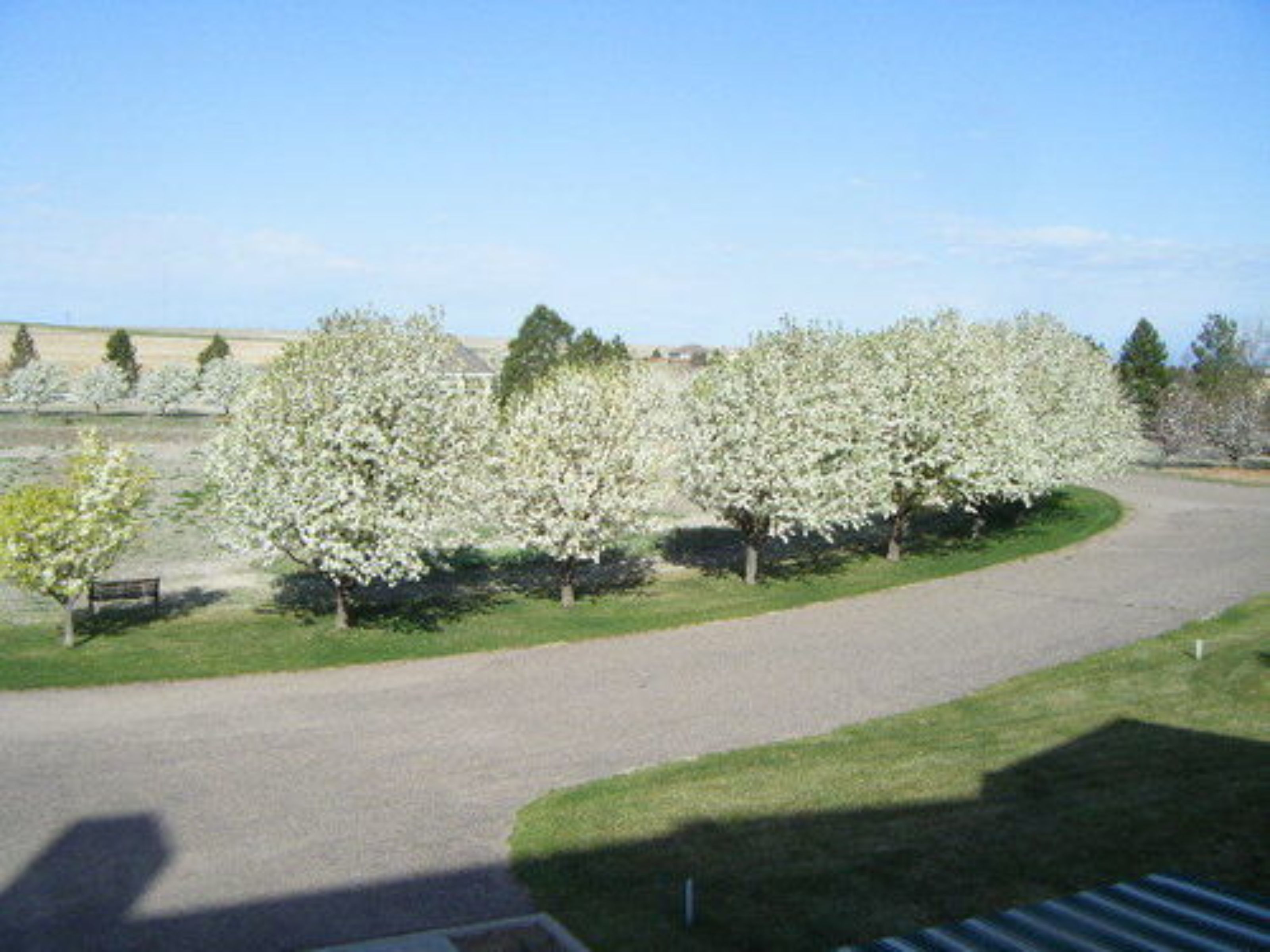 A paved pathway curving through a park with blooming trees and a bench.