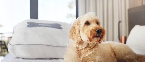 Un perro recostado en una cama con un almohadón de diseño óseo.
