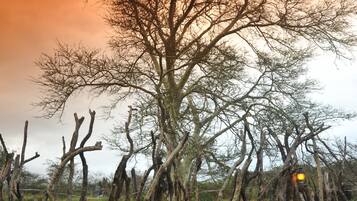 Serveert ontbijt, lunch, Afrikaanse gerechten, uitzicht op de tuin