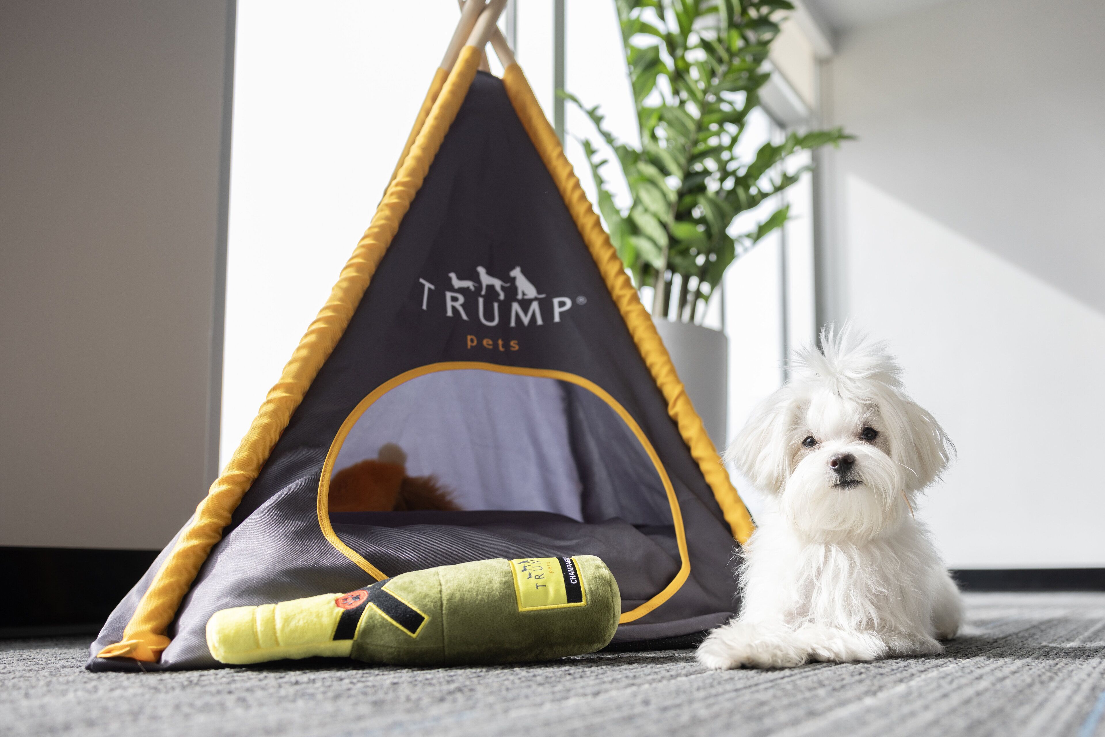 A small white dog sitting next to a tent-like structure with a logo and text.