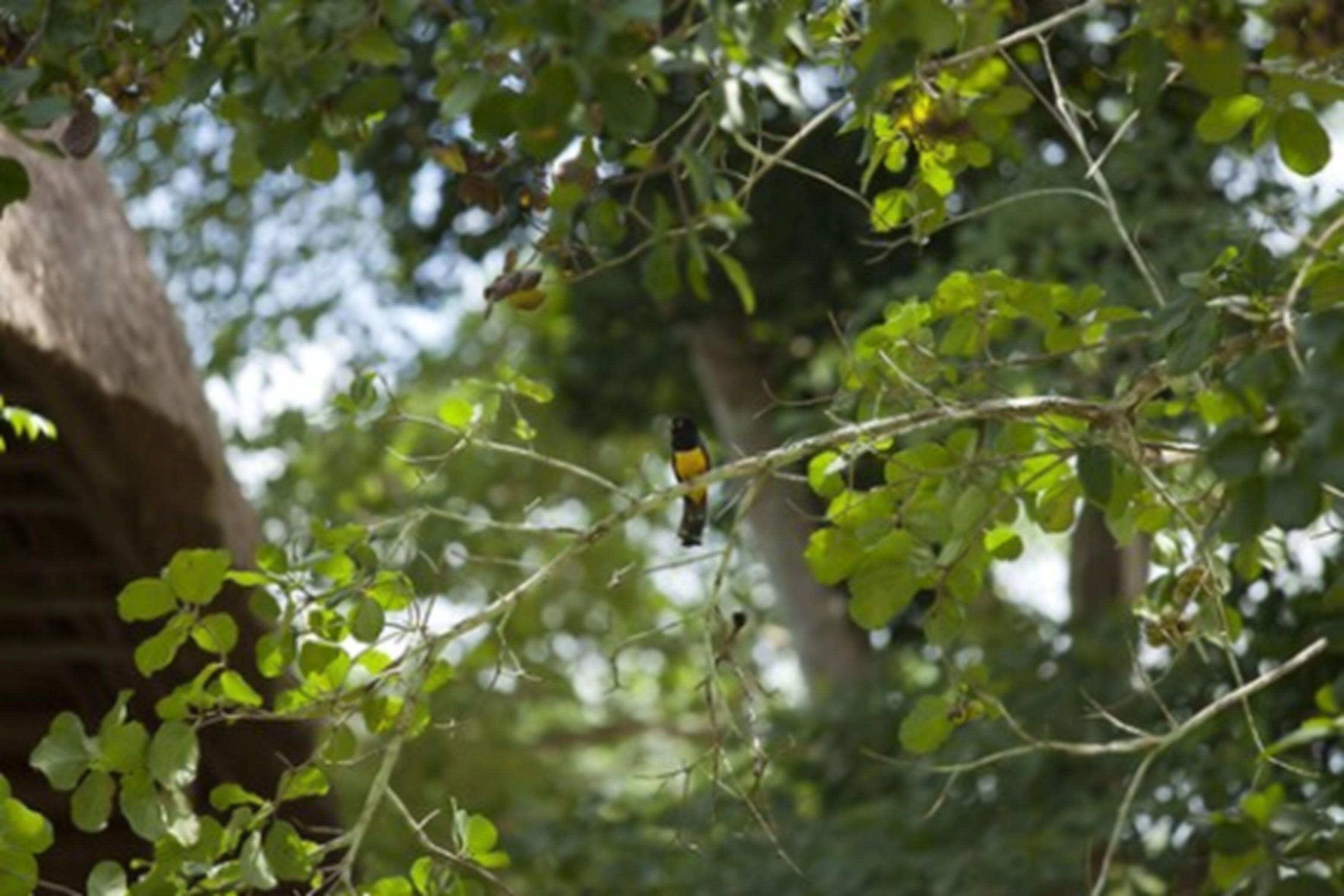 A tree with green leaves and a bird perched on a branch.