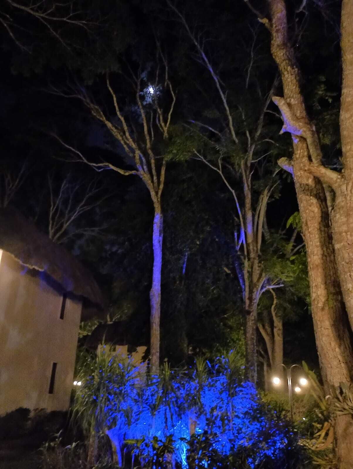 Une vue nocturne d’une zone bordée d’arbres, avec un feuillage illuminé et un bâtiment en arrière-plan.