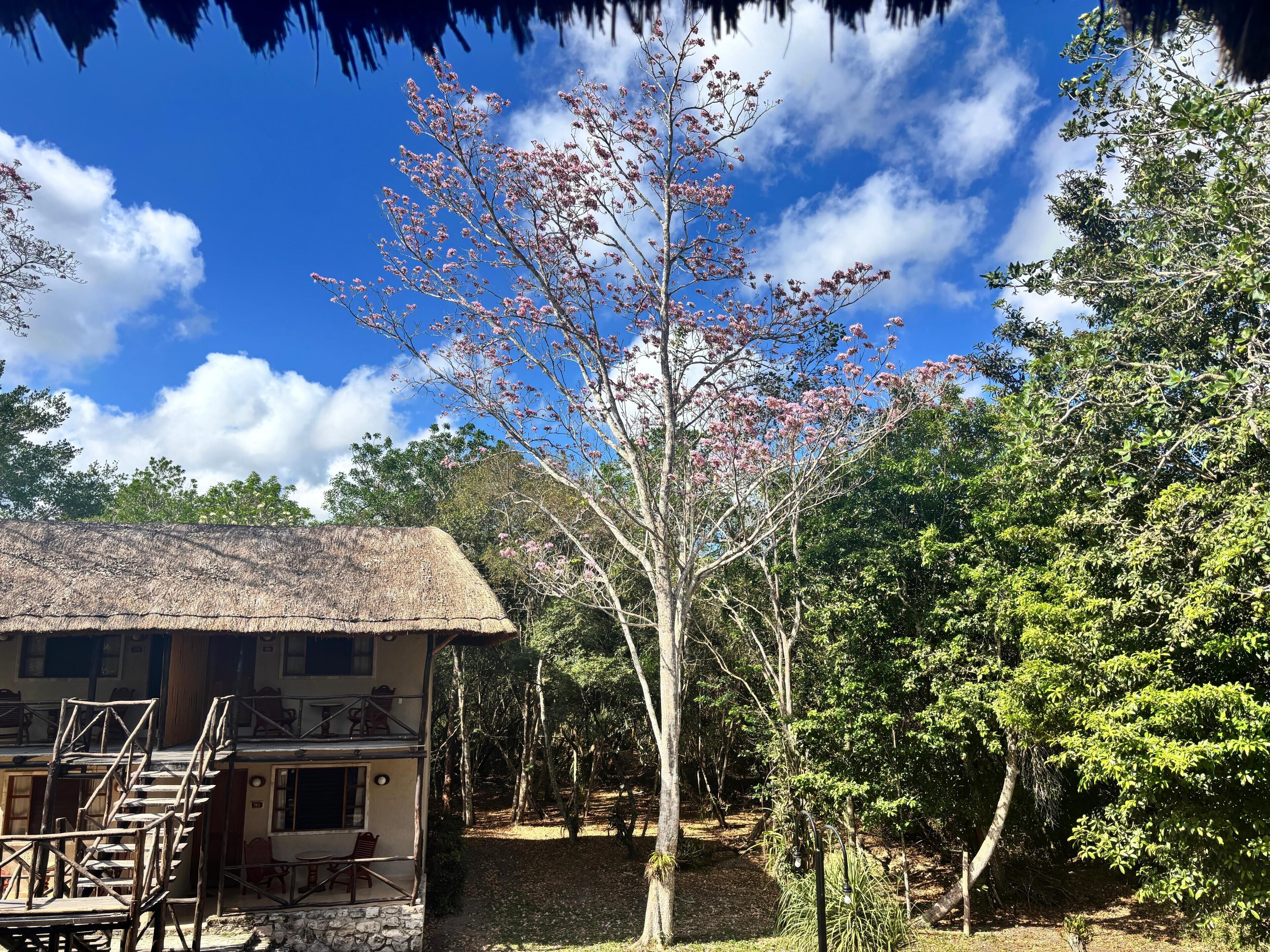 A rustic building with a thatched roof, surrounded by lush greenery and a tree with pink blossoms.