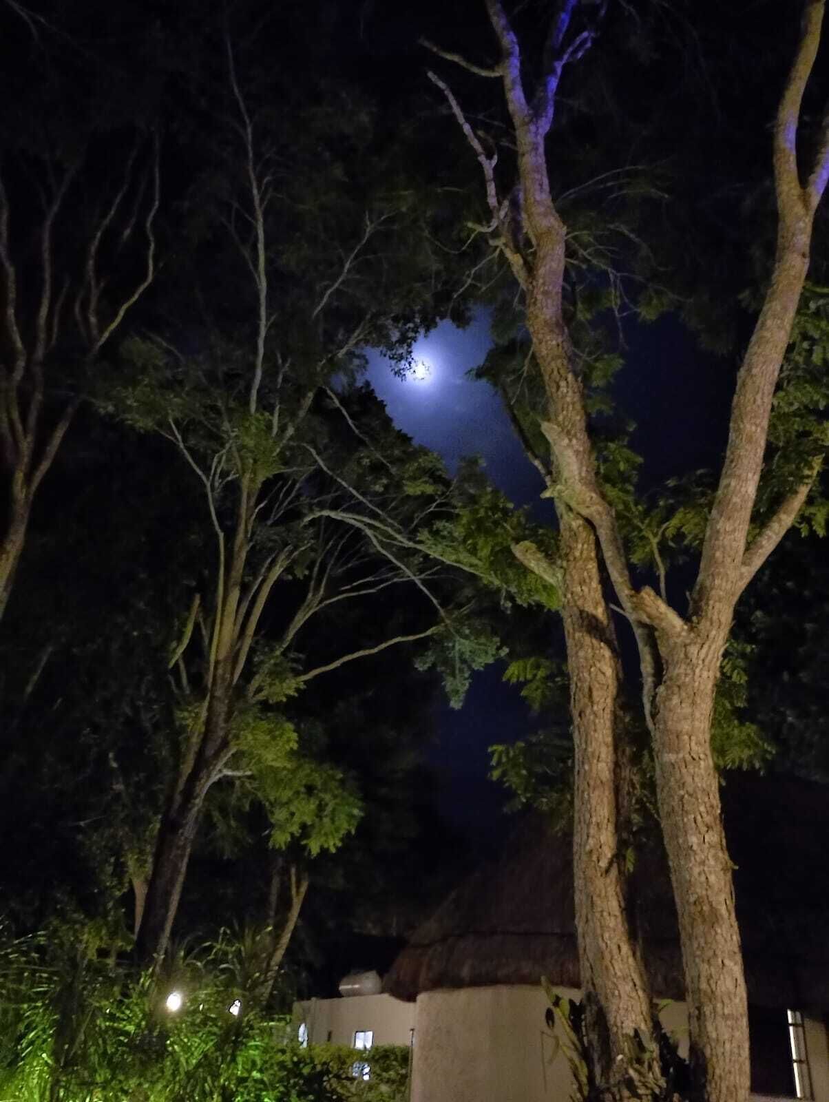 Vista nocturna de una zona arbolada con luna visible en el cielo.
