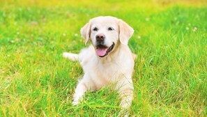 Pet-friendly - Regency Inn Hondo (Hondo)