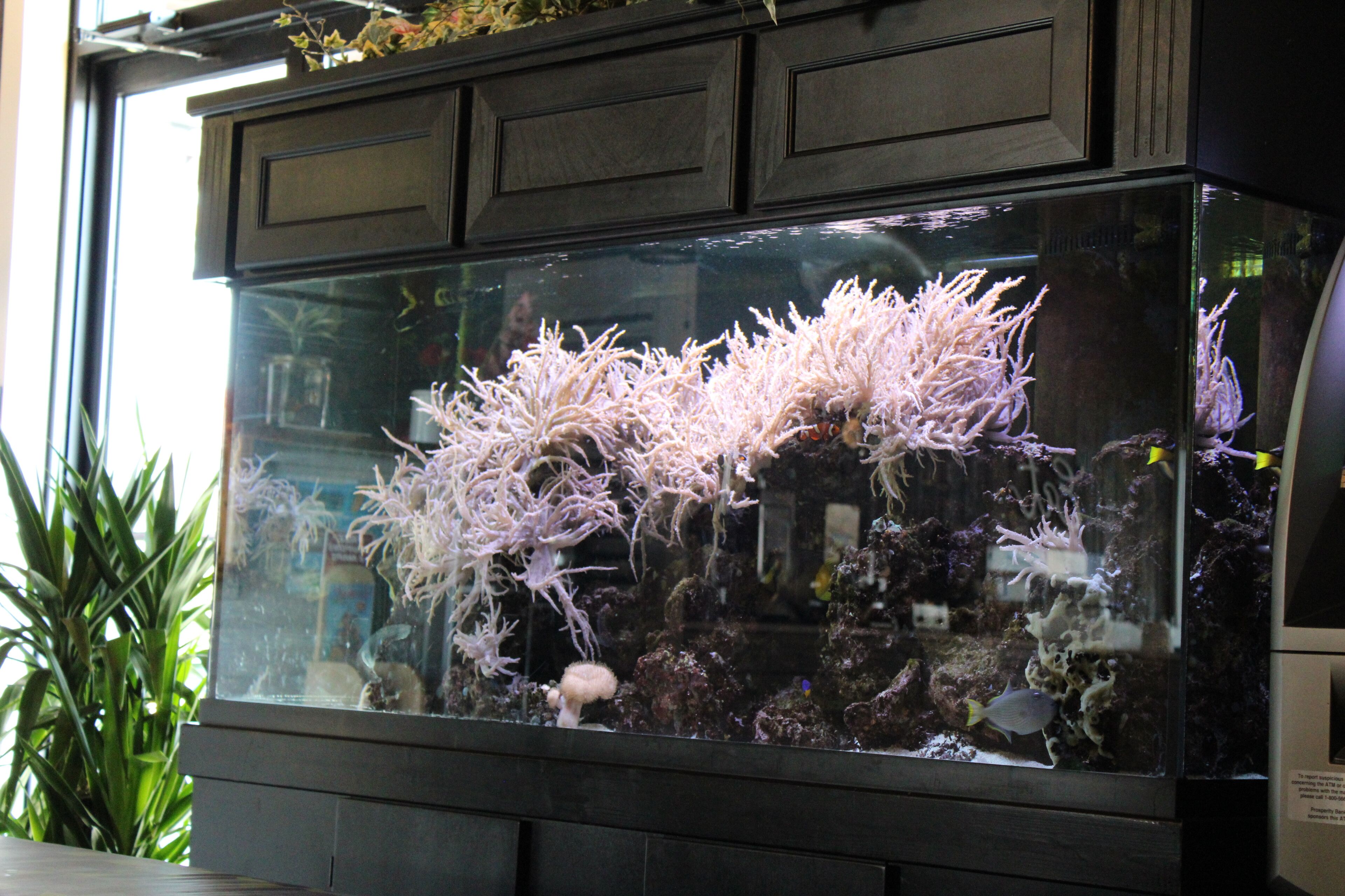 Foto - Village Inn Destin