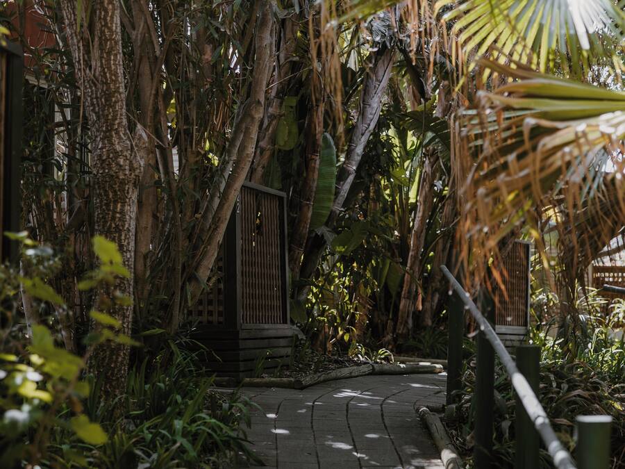 A pathway through a dense garden with various plants and trees.