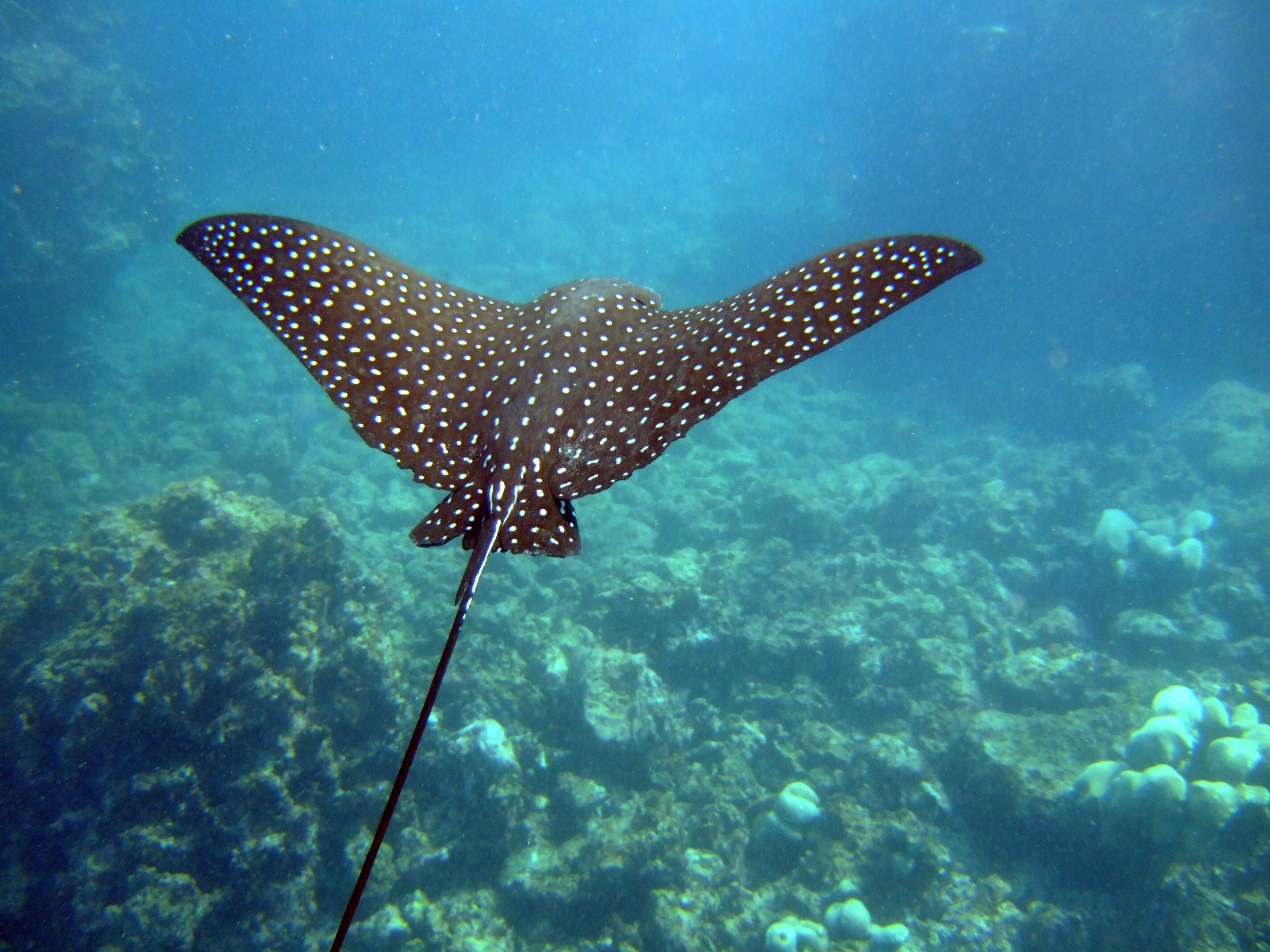 A stingray swimming underwater.