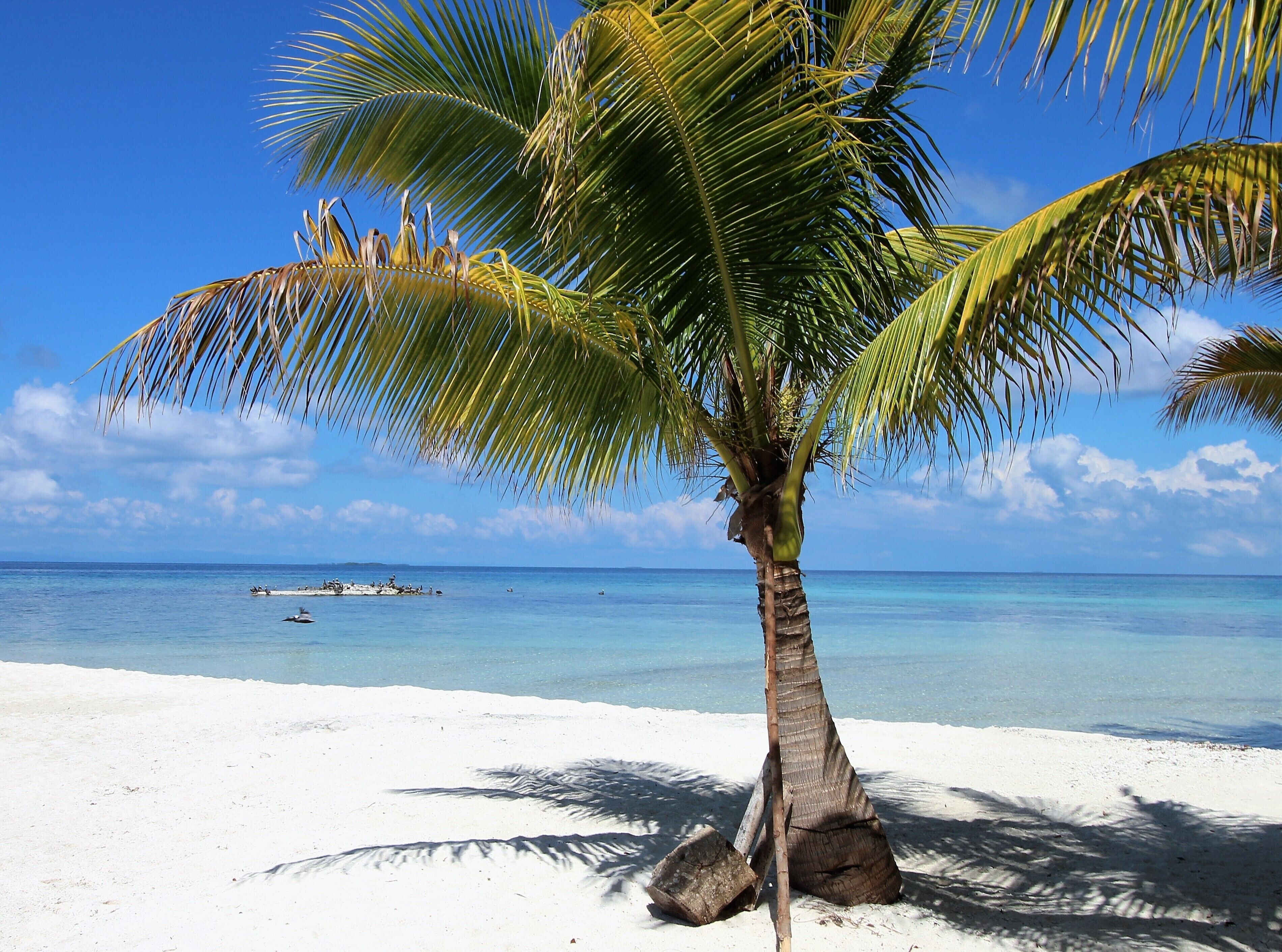 A beach with a palm tree, clear blue sky, and calm sea.