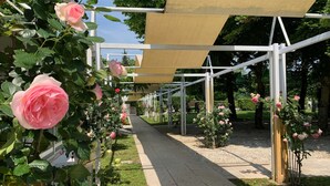 Un sendero bordeado de rosales y una estructura de pérgola.