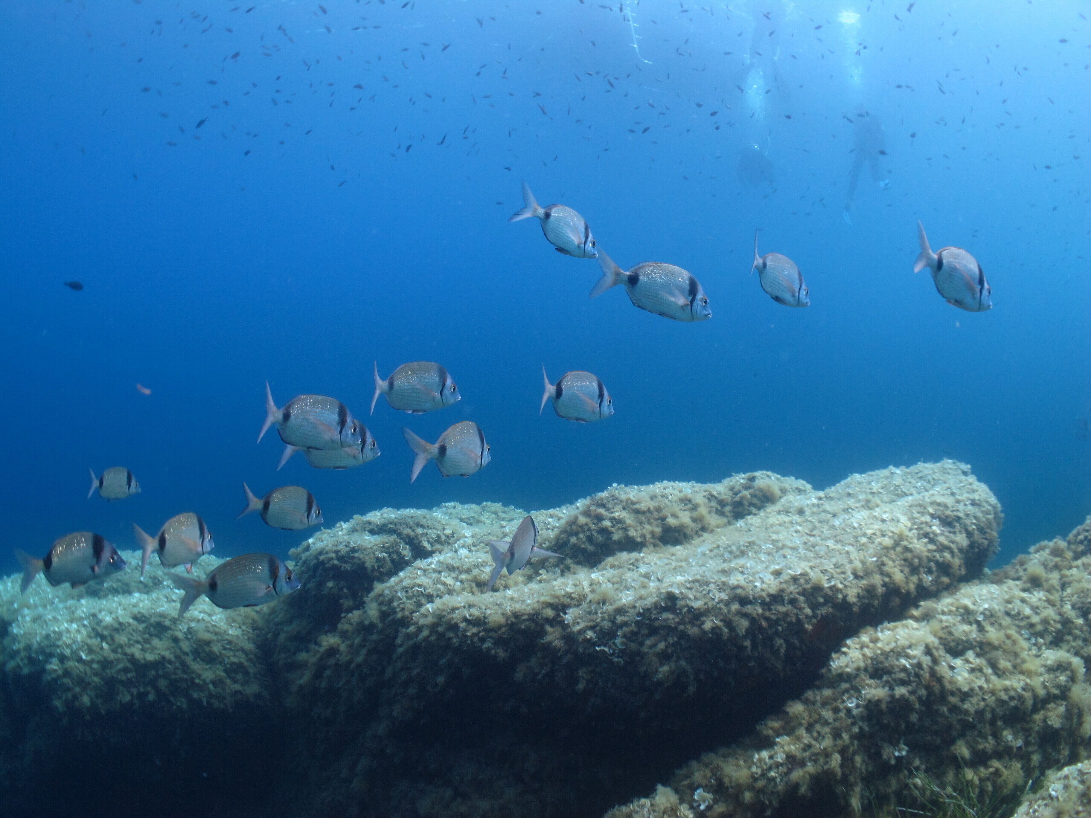 Un arrecife de coral con varios peces nadando a su alrededor.