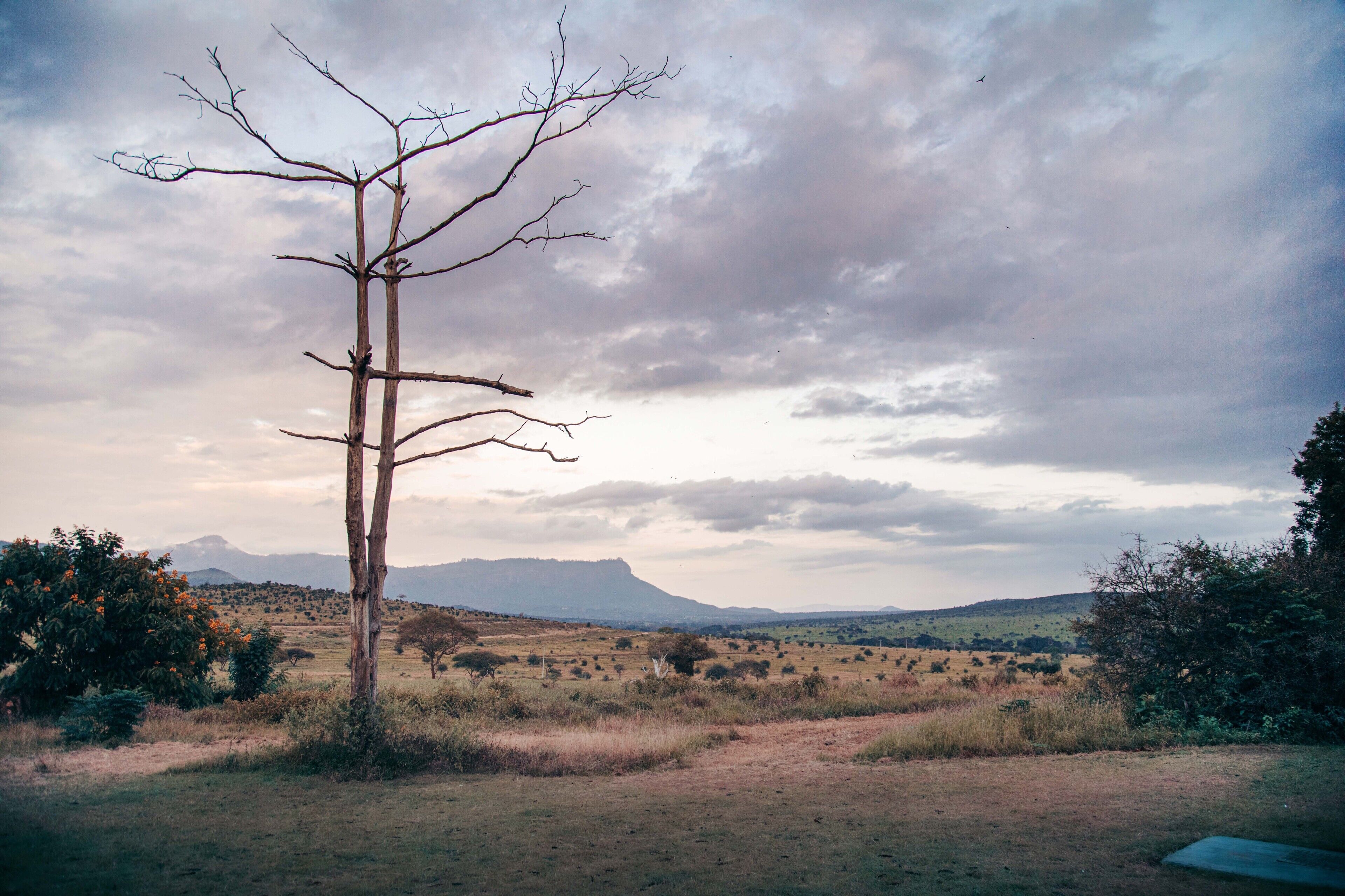 A barren landscape with a prominent dead tree, distant hills, and a cloudy sky.
