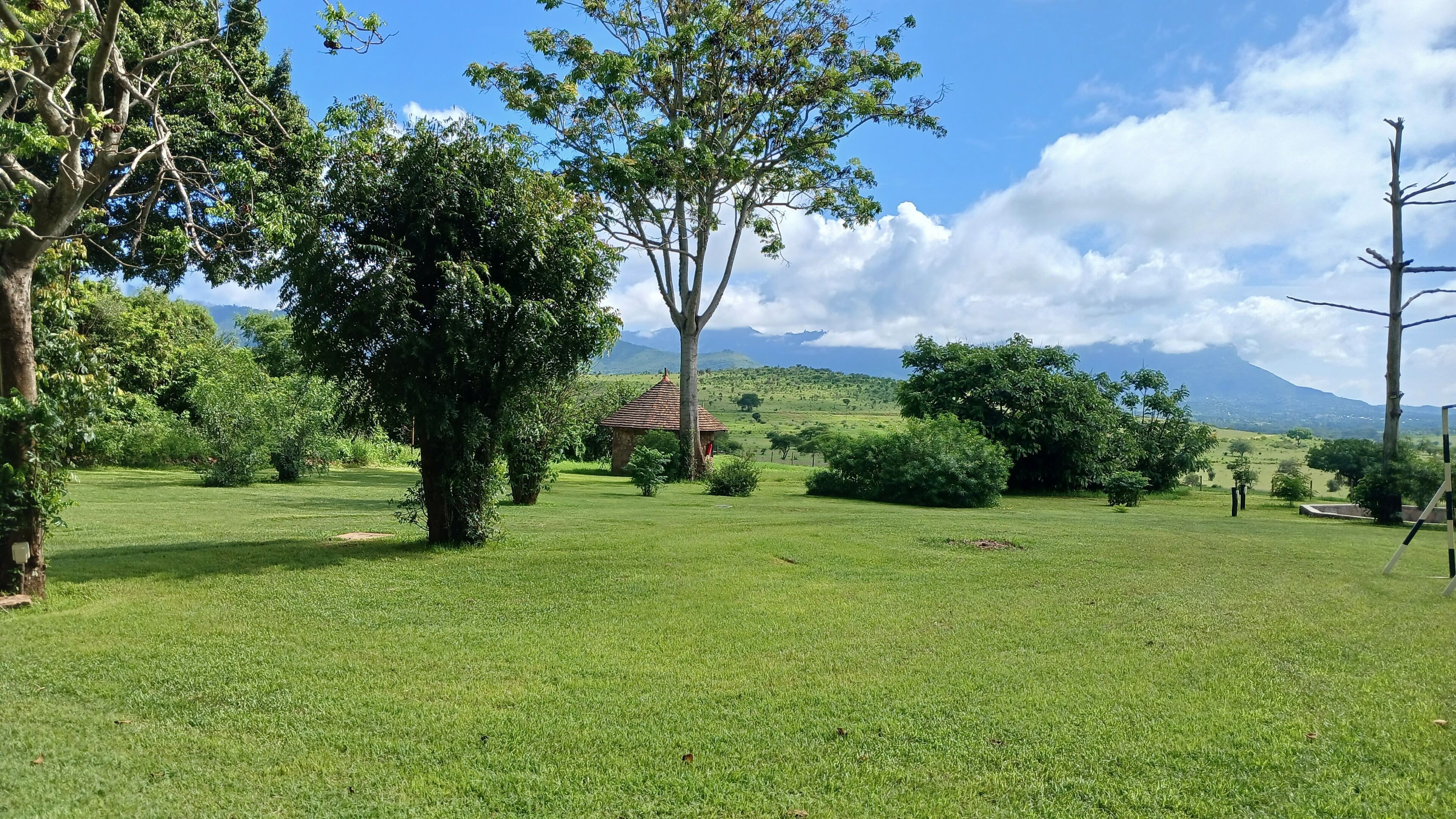Un prato erboso con alberi e un piccolo edificio.