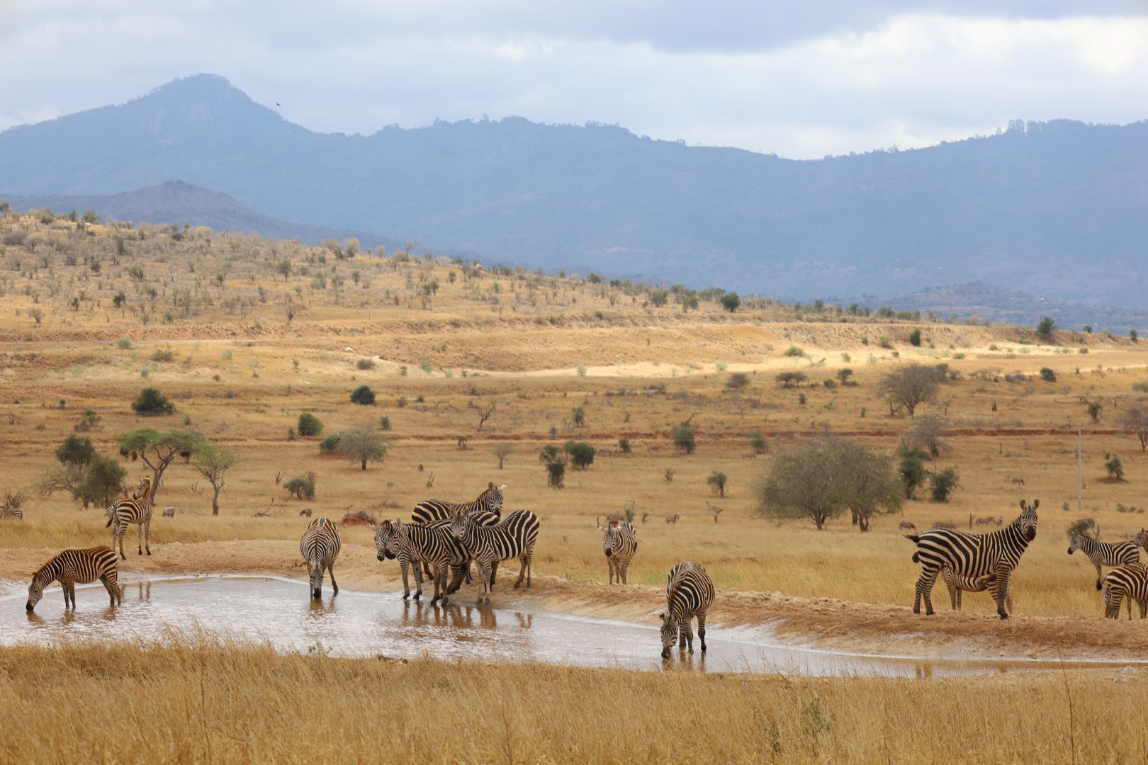 Un gruppo di zebre e una giraffa in un paesaggio arido di savana, con montagne sullo sfondo.