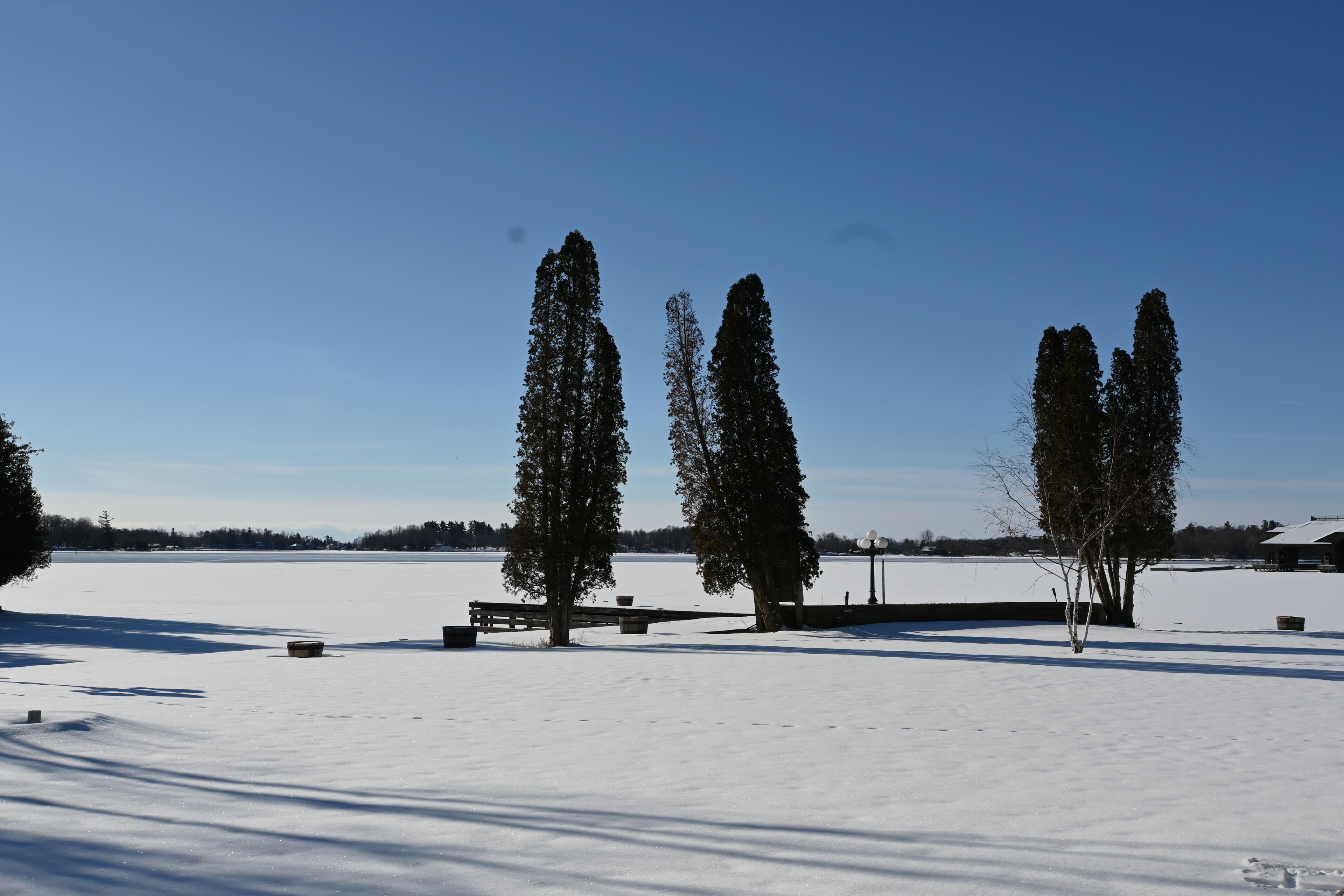 A snow-covered field with tall trees and a wooden bench.