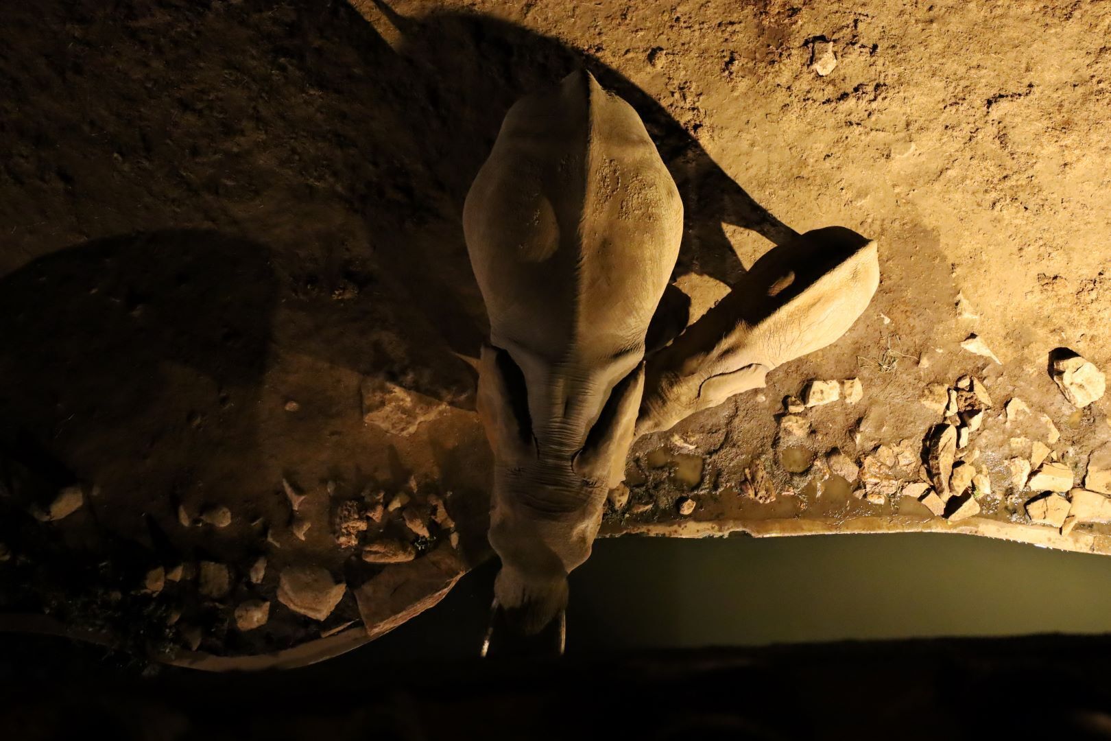 A large, prehistoric-looking creature with a long neck and large head, standing in a dimly lit enclosure with rocky ground and a small water body.