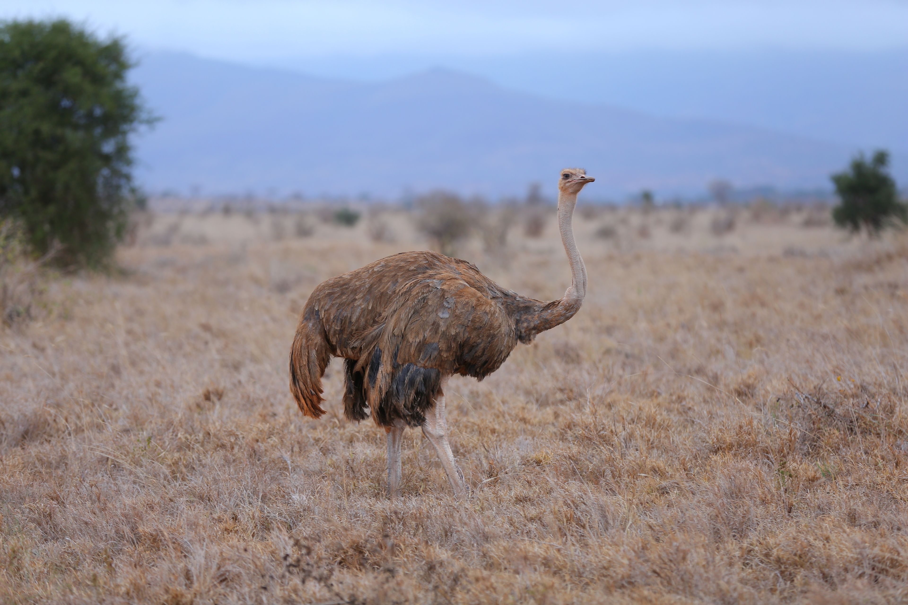 An ostrich in a dry grassland with sparse trees and mountains in the background.