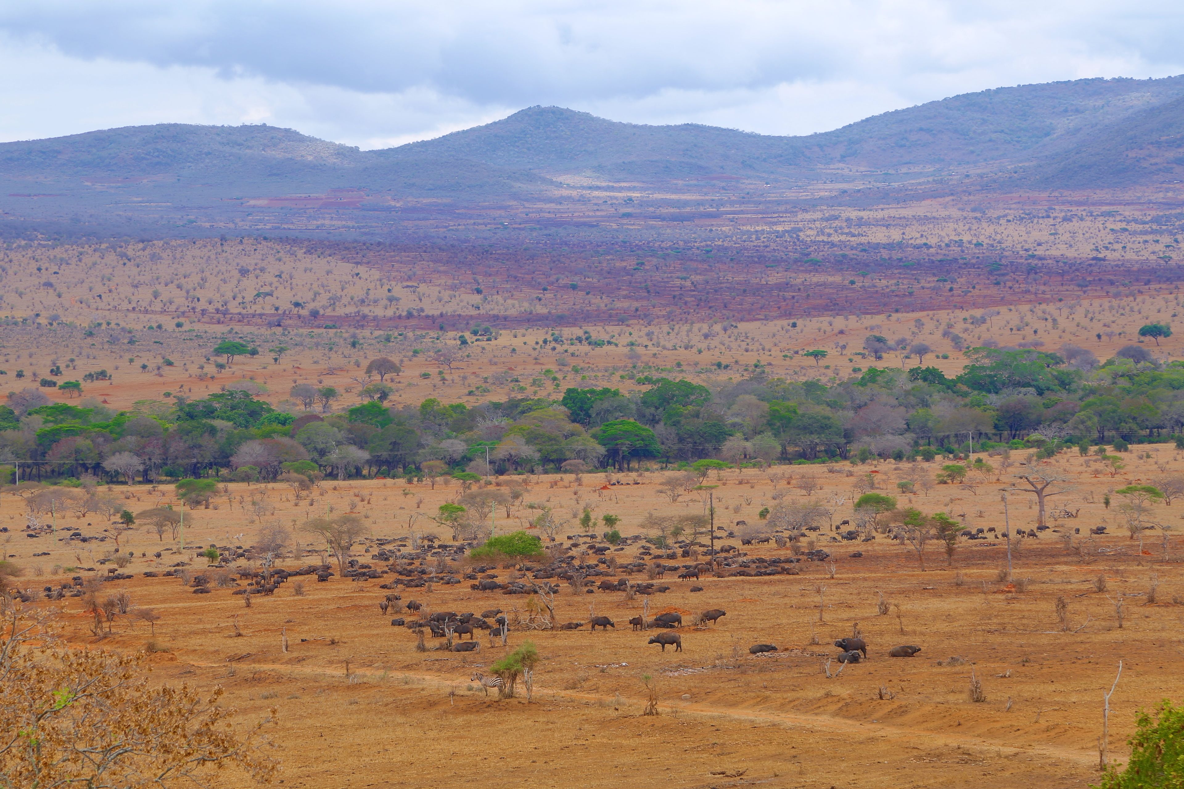A vast savannah landscape with scattered trees and a herd of animals.