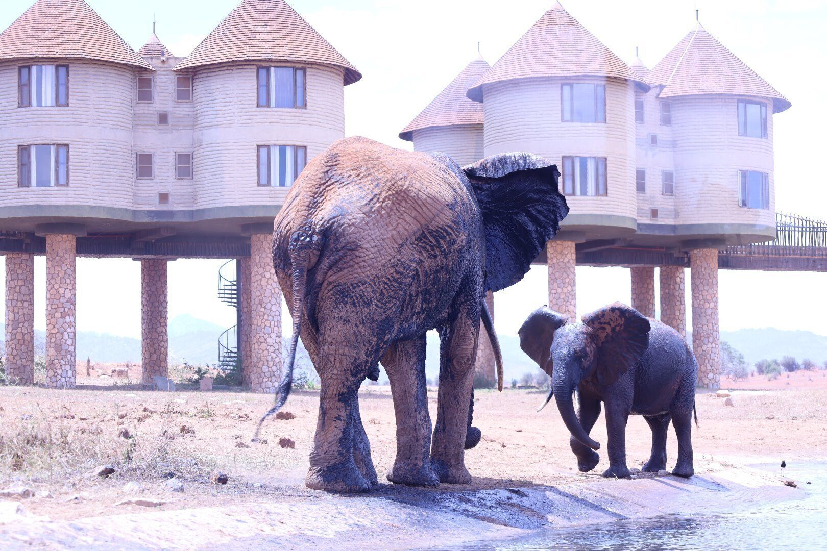 An elephant and a calf near a building with multiple towers and a stone base.