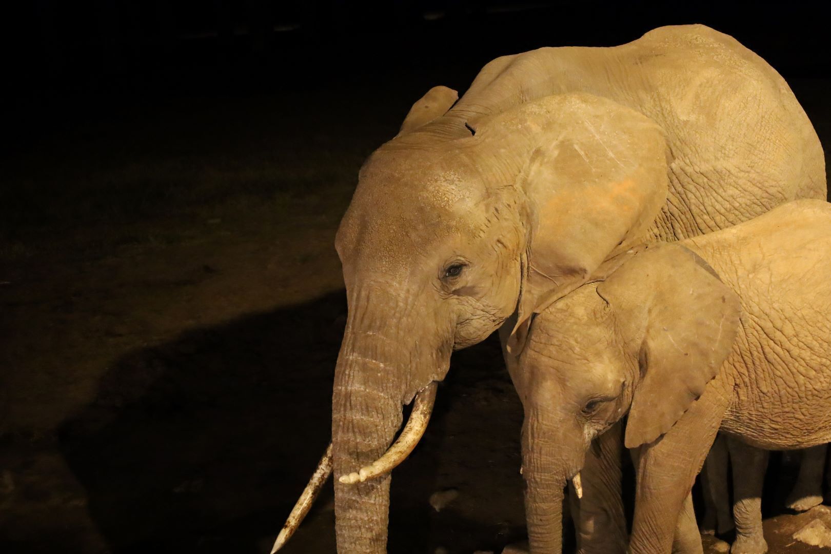 An elephant with a baby elephant standing close to it.