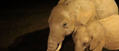 An elephant with a baby elephant standing close to it.