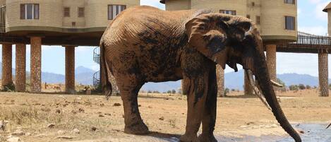 Un elefante de pie en un cuerpo de agua, con un edificio al fondo.