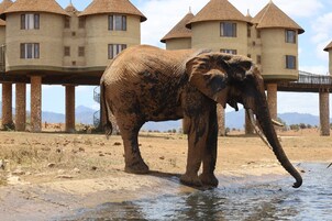 Un elefante de pie en un cuerpo de agua, con un edificio al fondo.