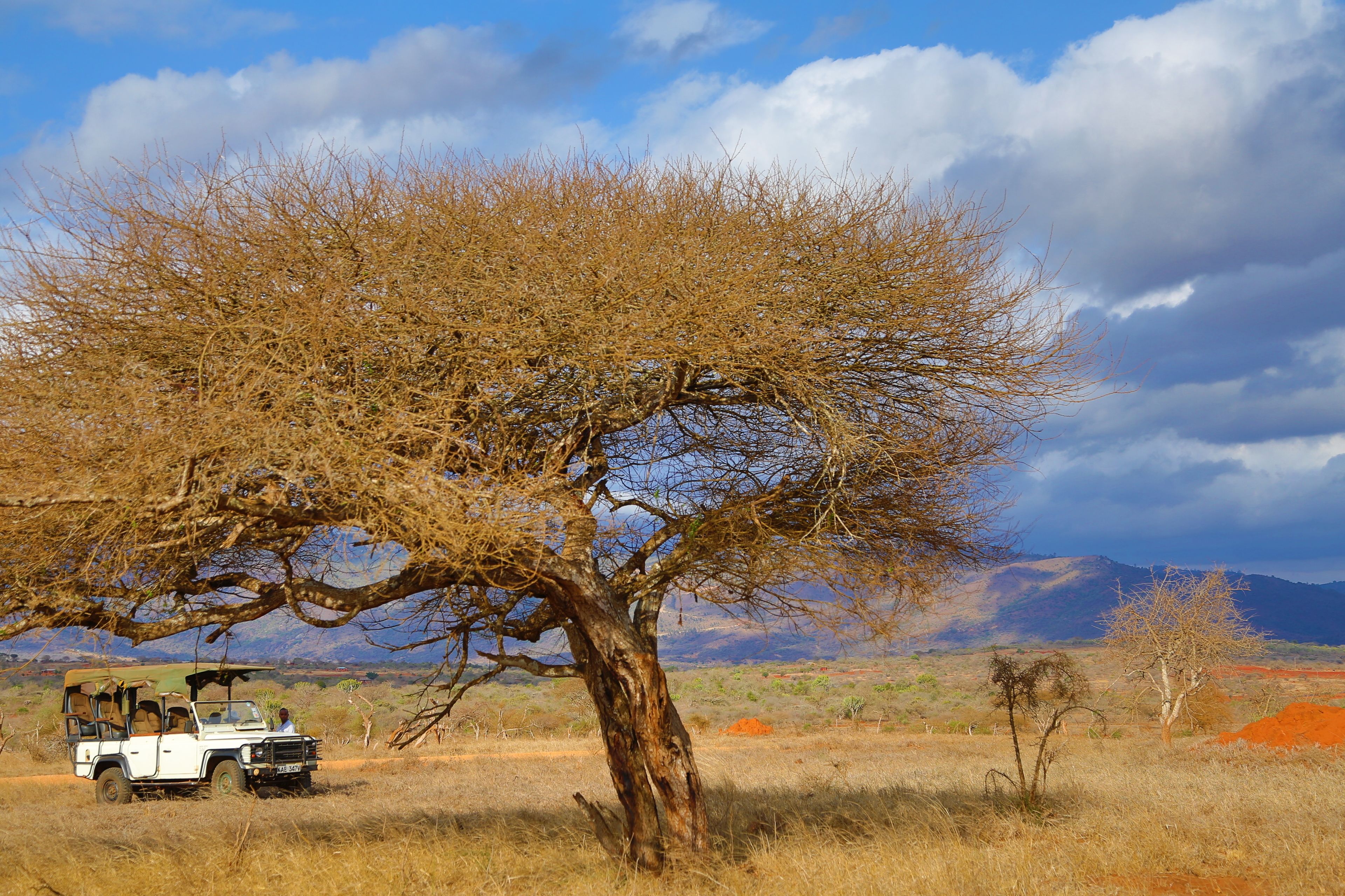 A safari vehicle parked under a large tree in a dry, open landscape with mountains in the background.