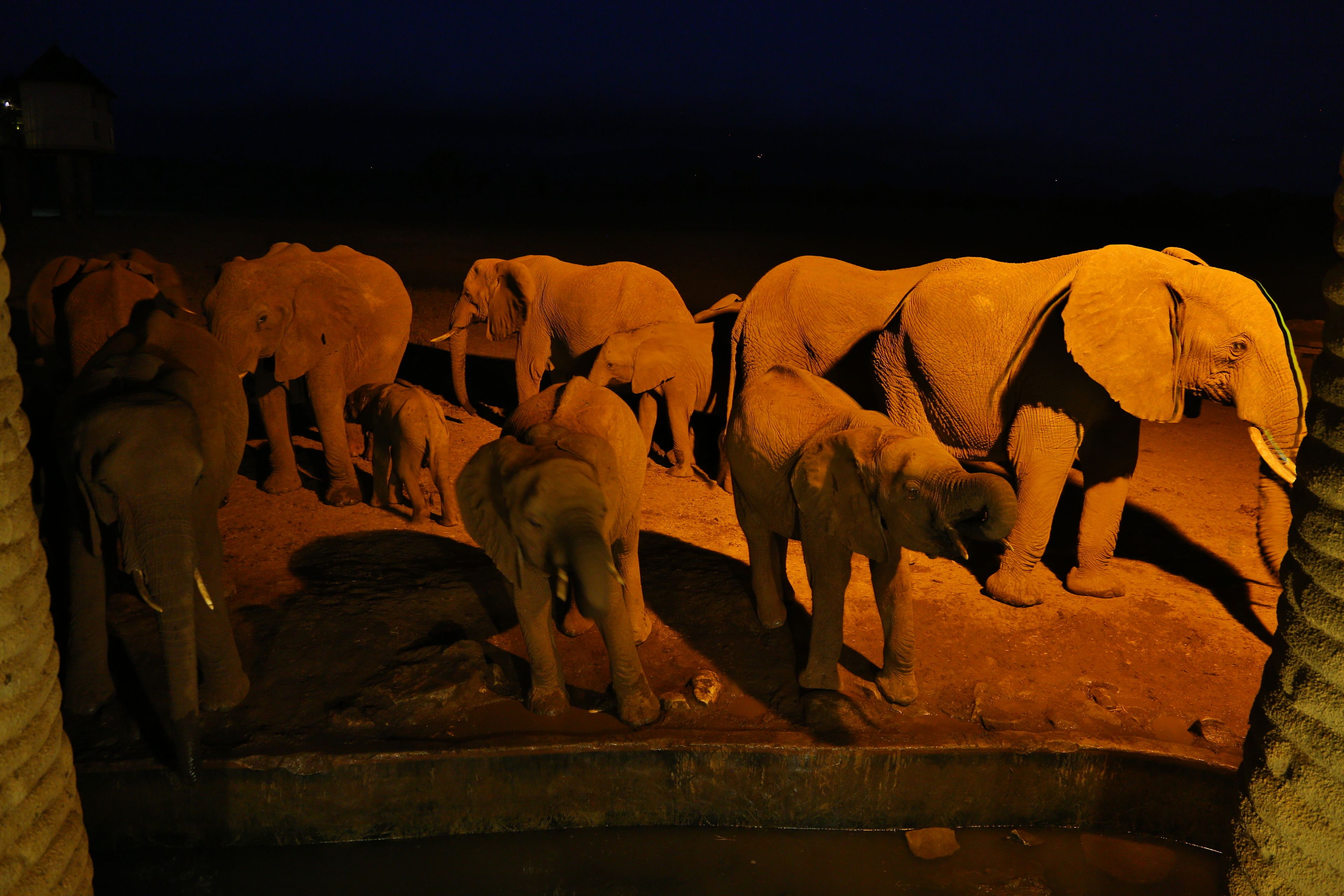 A group of elephants in a zoo enclosure at night.