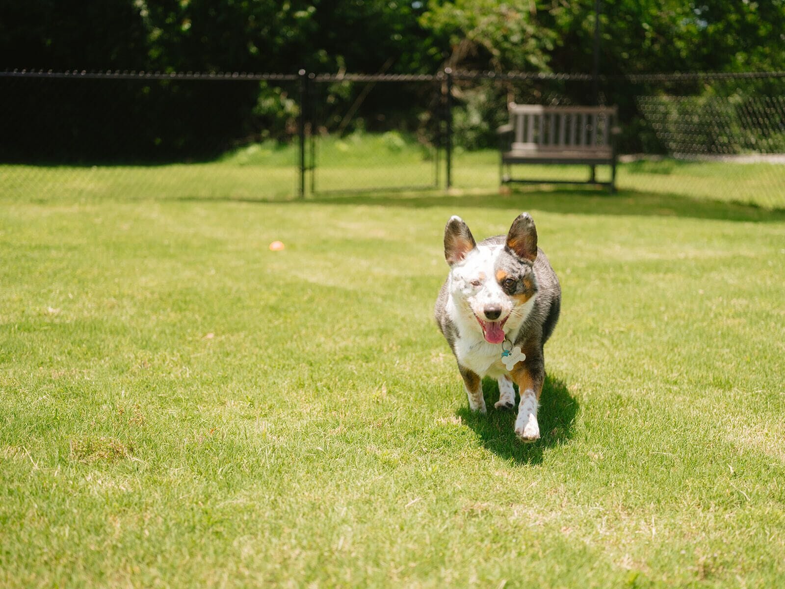 A dog in a grassy outdoor area.