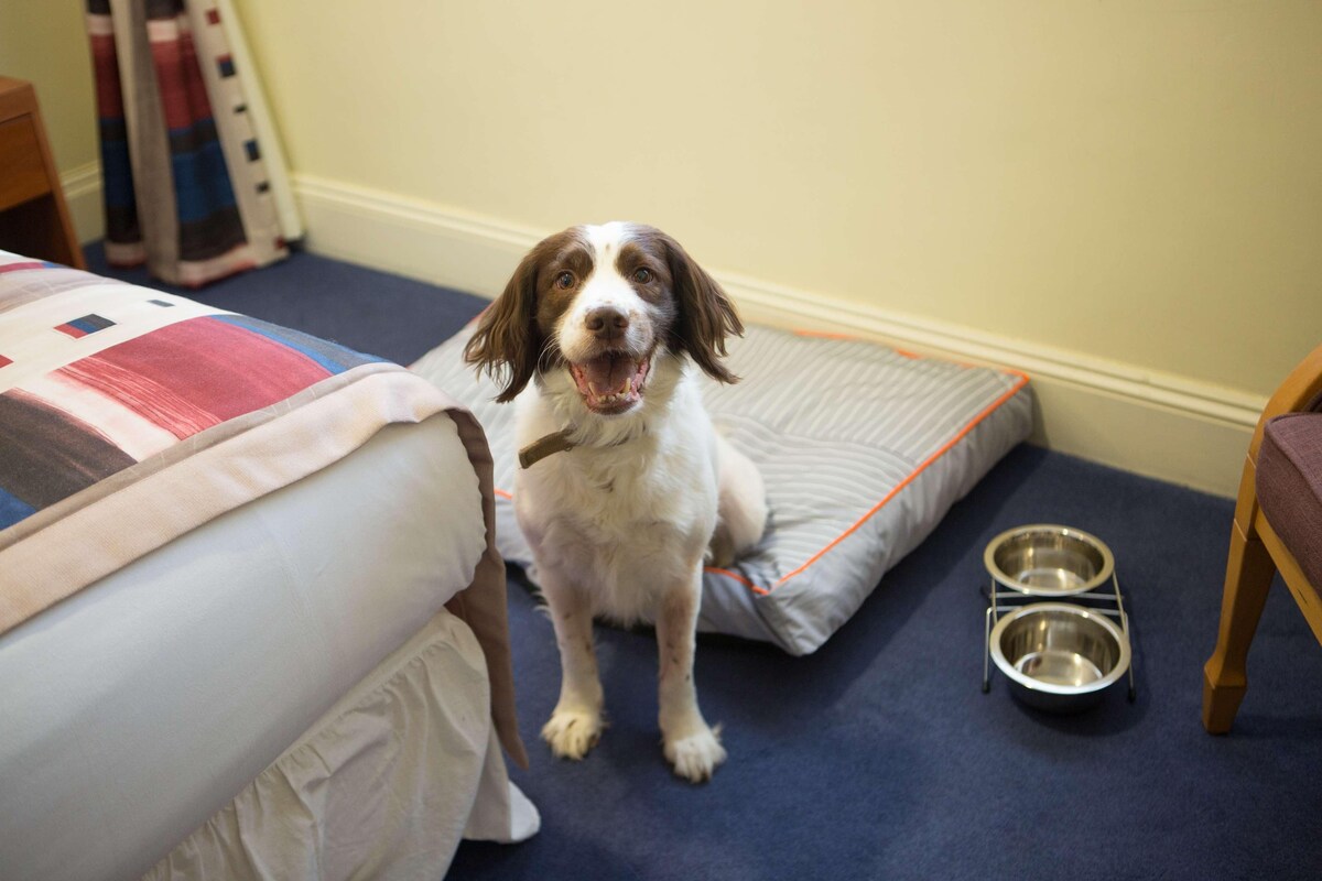 Un perro sentado en una cama con una manta, un almohadón y un plato para perro de metal en el suelo.