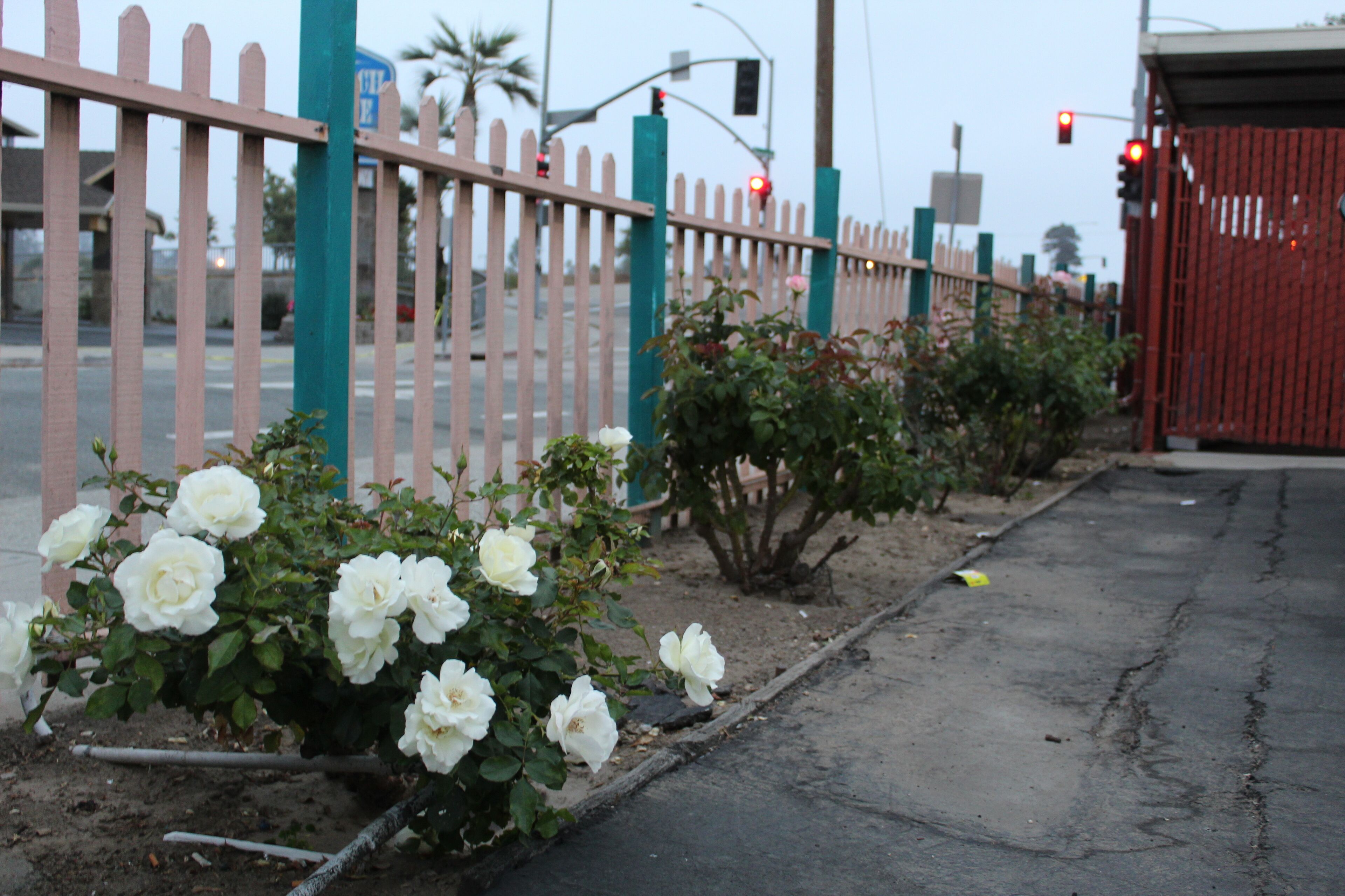 Un trottoir bordé d’une rangée de roses blanches, une clôture rose et un portail rouge.