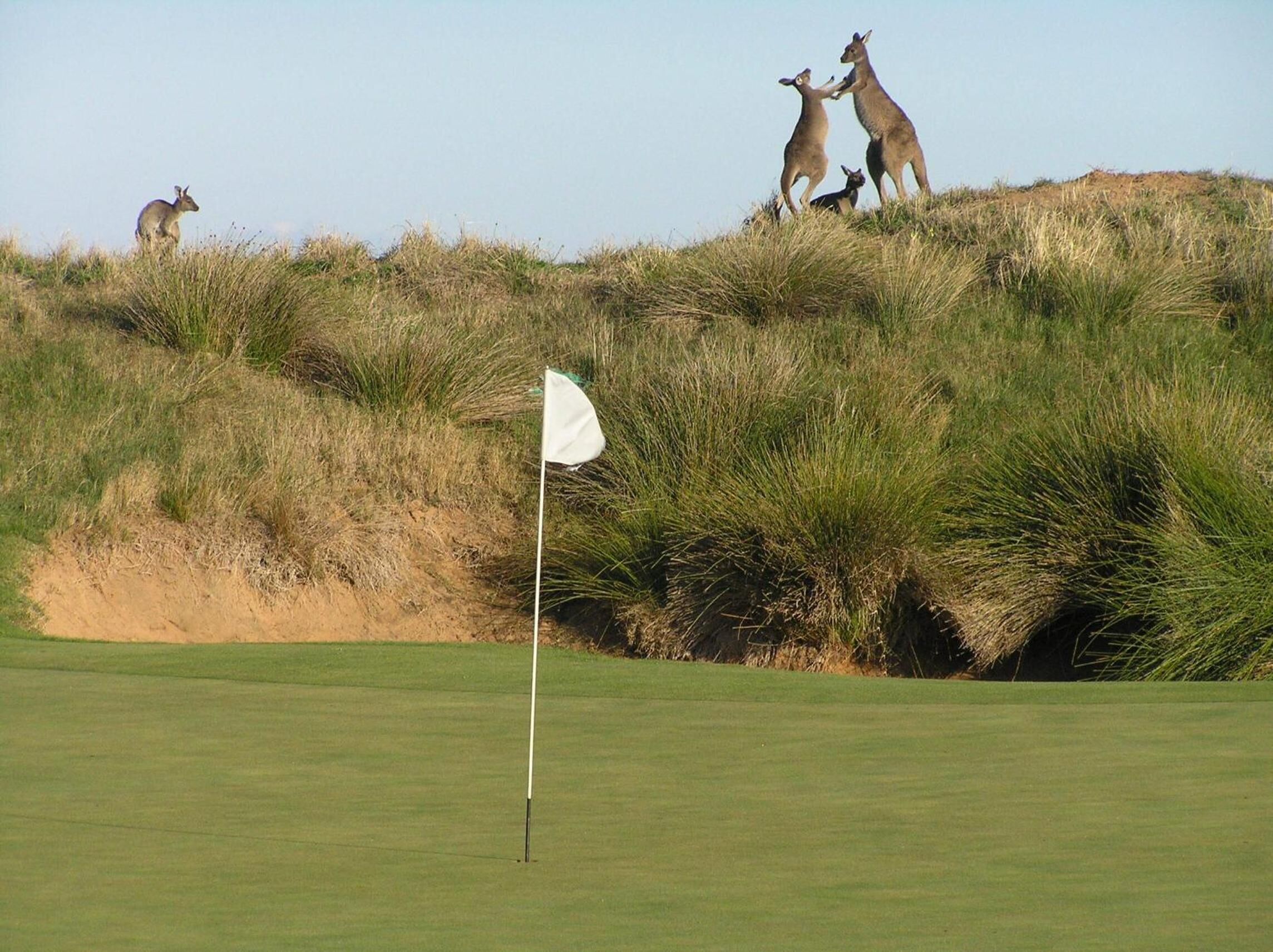 A golf course with a flagstick and sand bunkers.