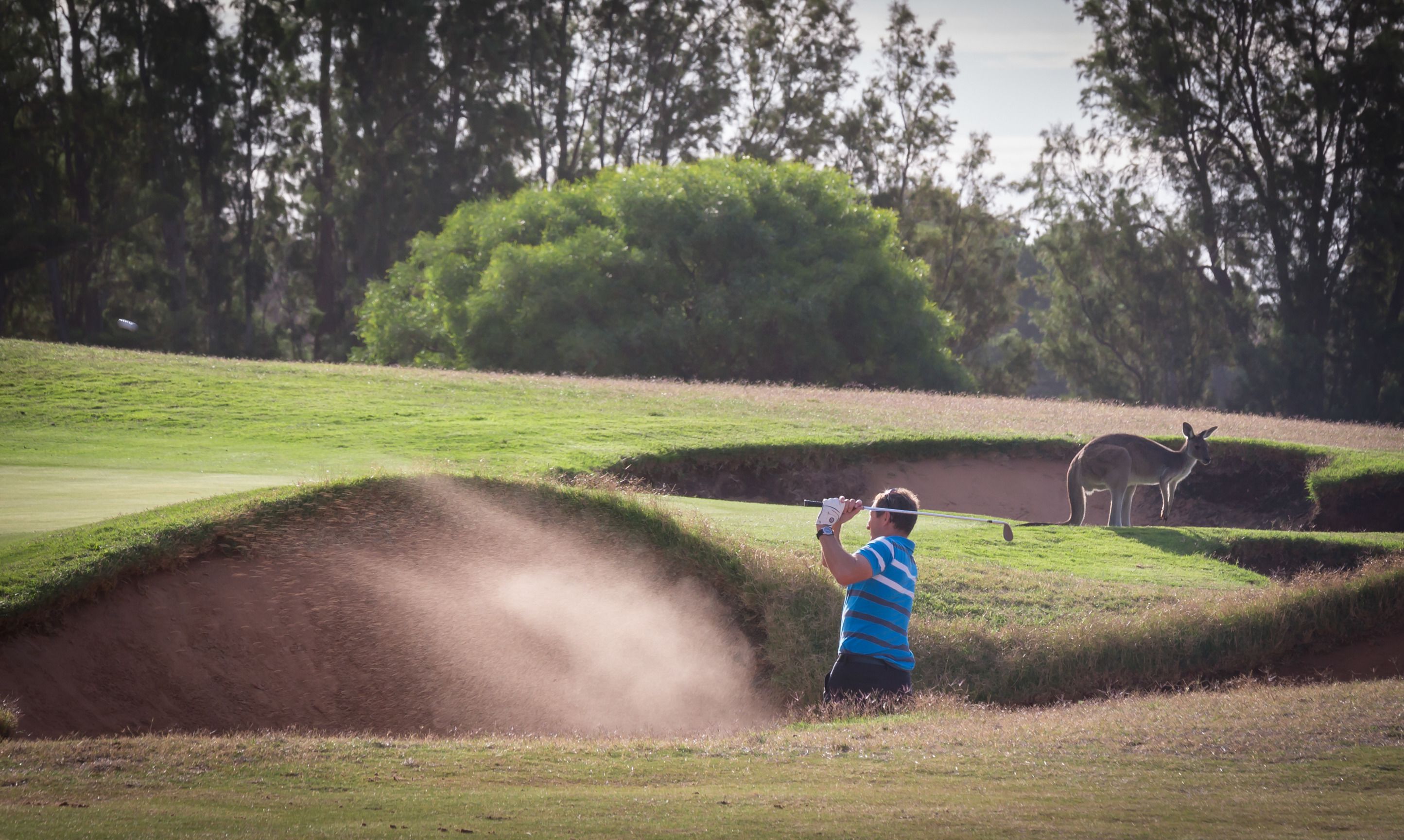 A person playing golf on a course with sand traps and a kangaroo in the background.