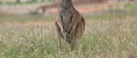 A kangaroo in a grassy field with a building in the background.