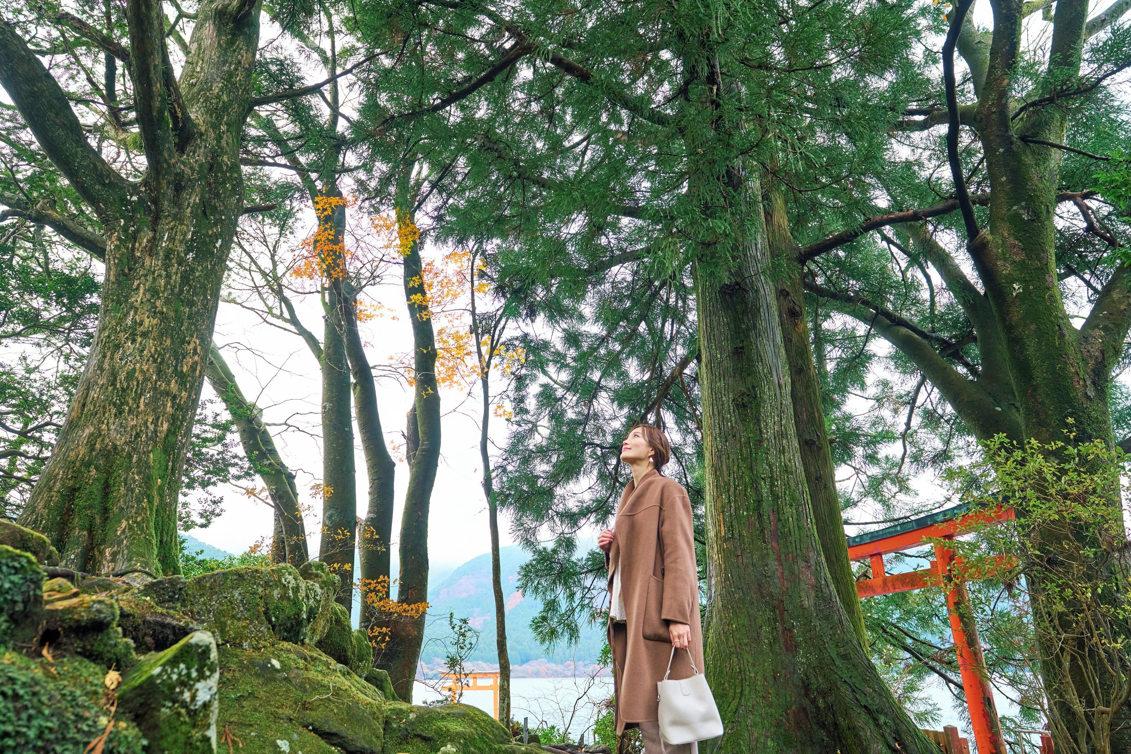 A person standing in a forested area with large trees and a red torii gate.