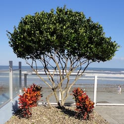 En la playa, camas de playa