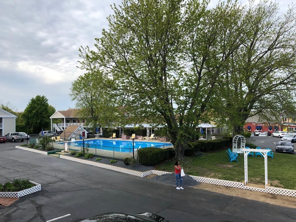 A residential area with a swimming pool, a large tree, and a person standing near the pool.