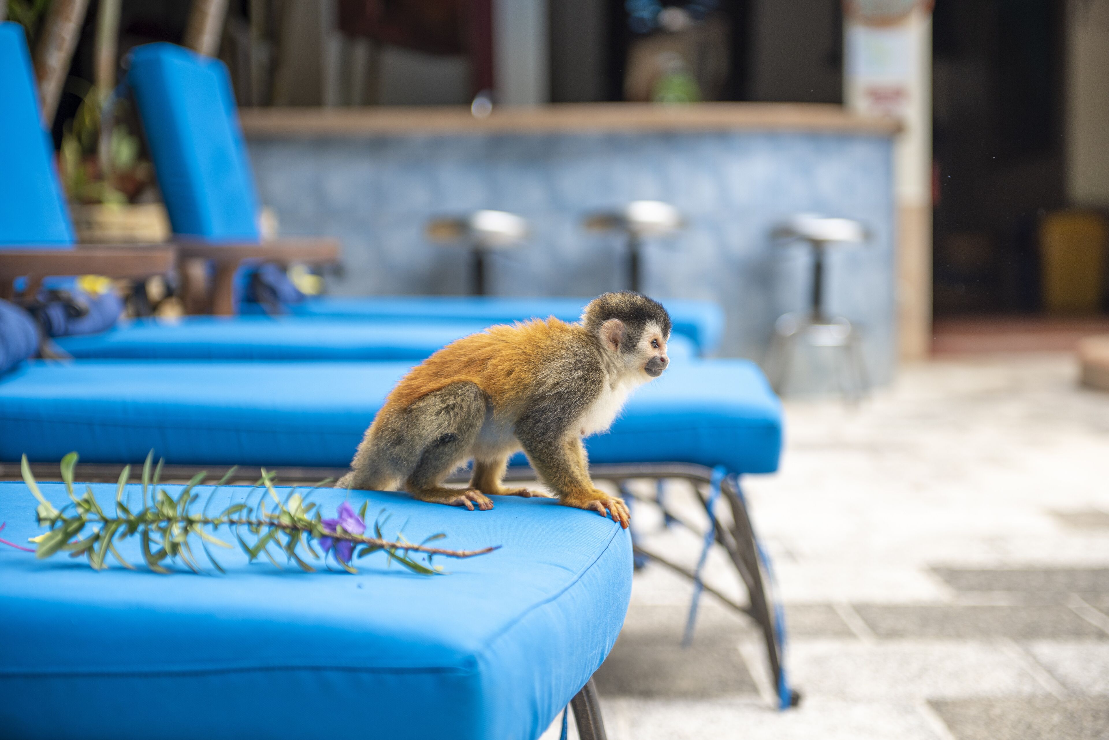 A monkey sitting on a blue lounge chair with a plant beside it.