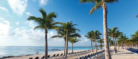 A beach with rows of sun loungers and palm trees.