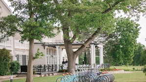 A row of bicycles parked under a tree in front of a building with a white facade and columns.