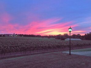 A vineyard at sunset with a street lamp and a building in the background.