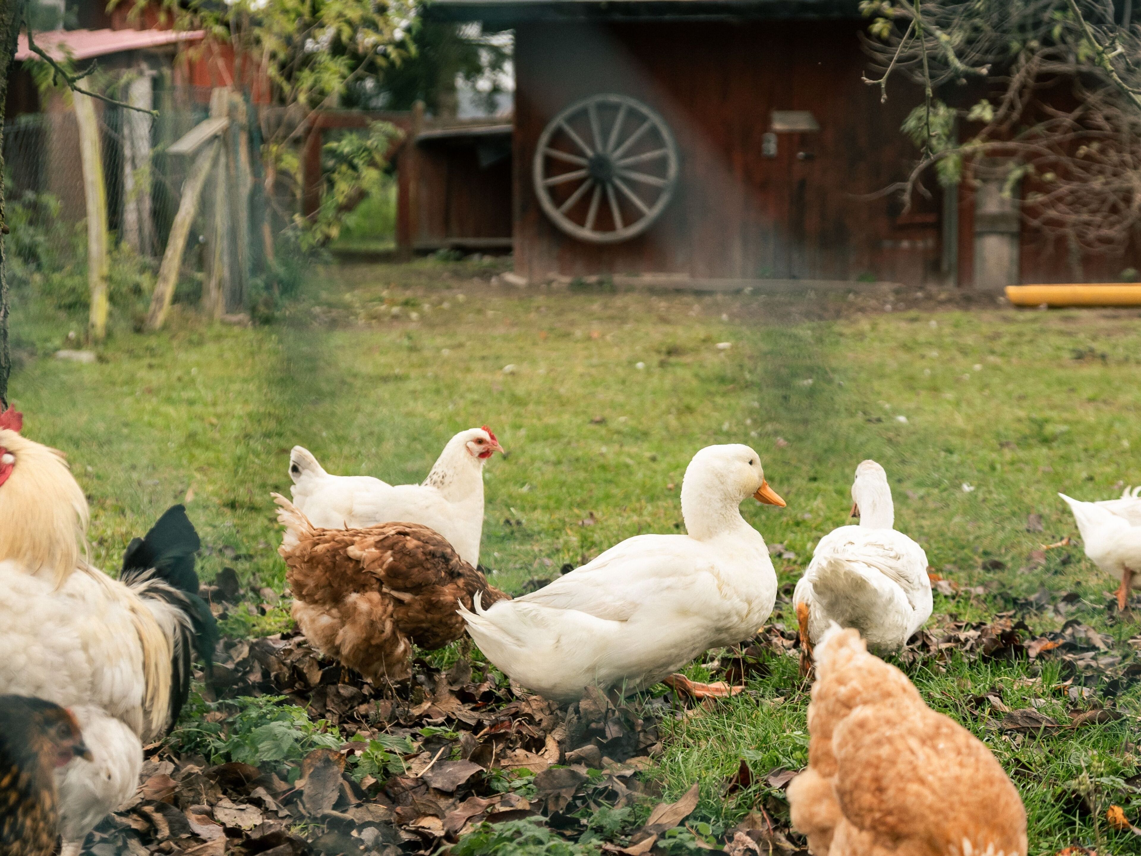 A group of chickens and ducks in a grassy outdoor area with a wooden structure and a large wheel in the background.