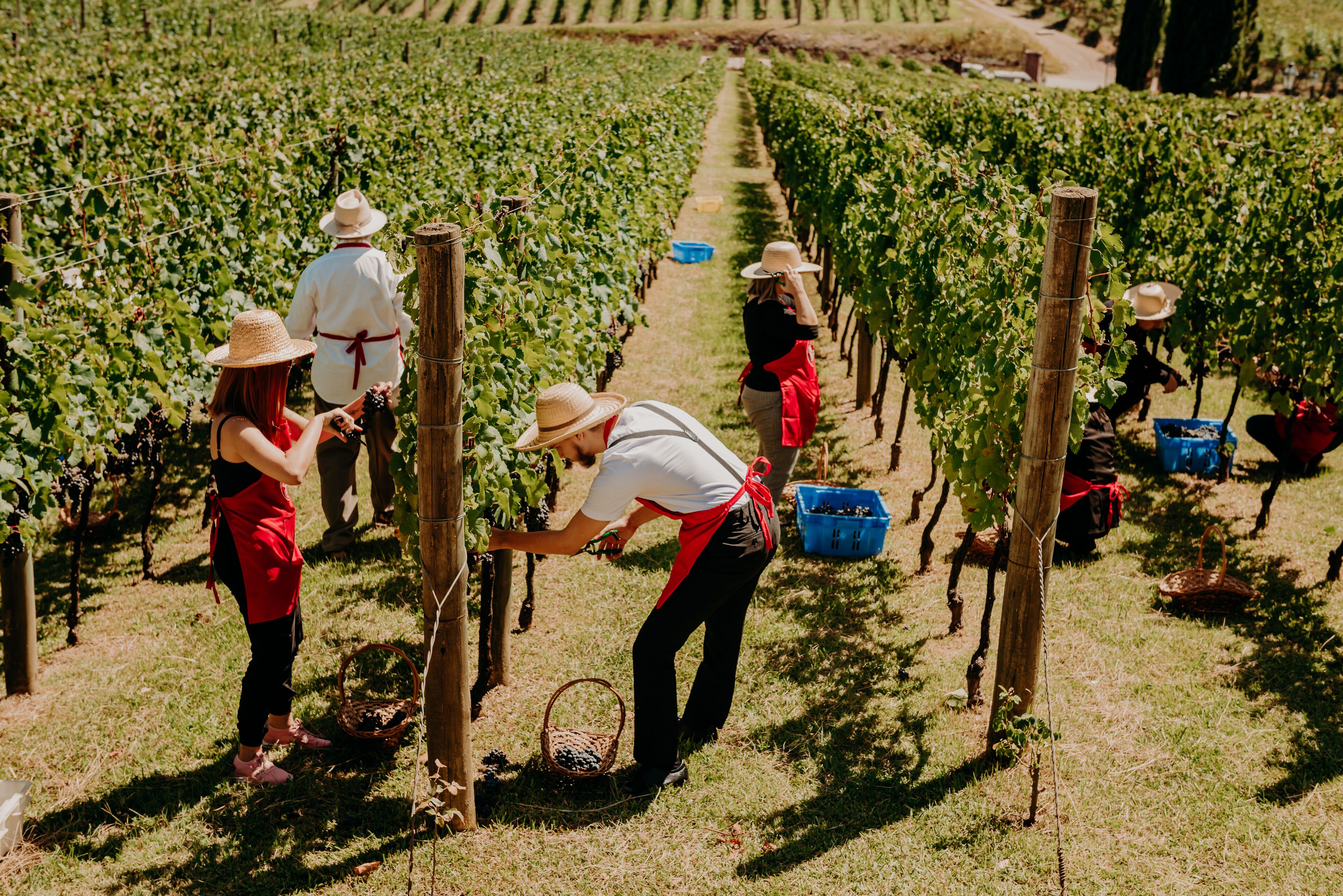 A vineyard with rows of grapevines and people harvesting grapes.