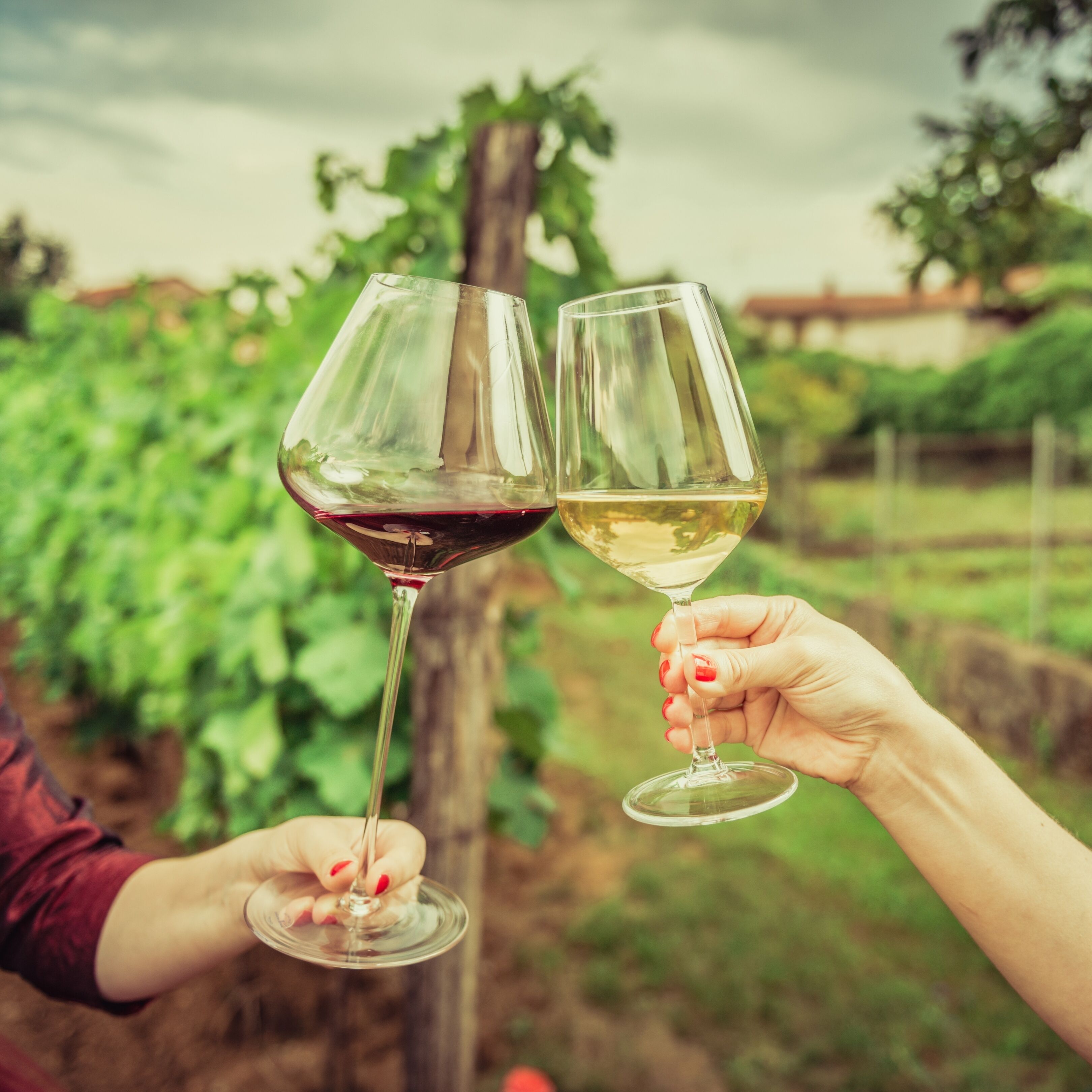Two people holding wine glasses, one with red wine and the other with white wine, in a vineyard setting.