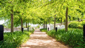 A paved pathway lined with trees and greenery, leading to a white building with a fence in the background.
