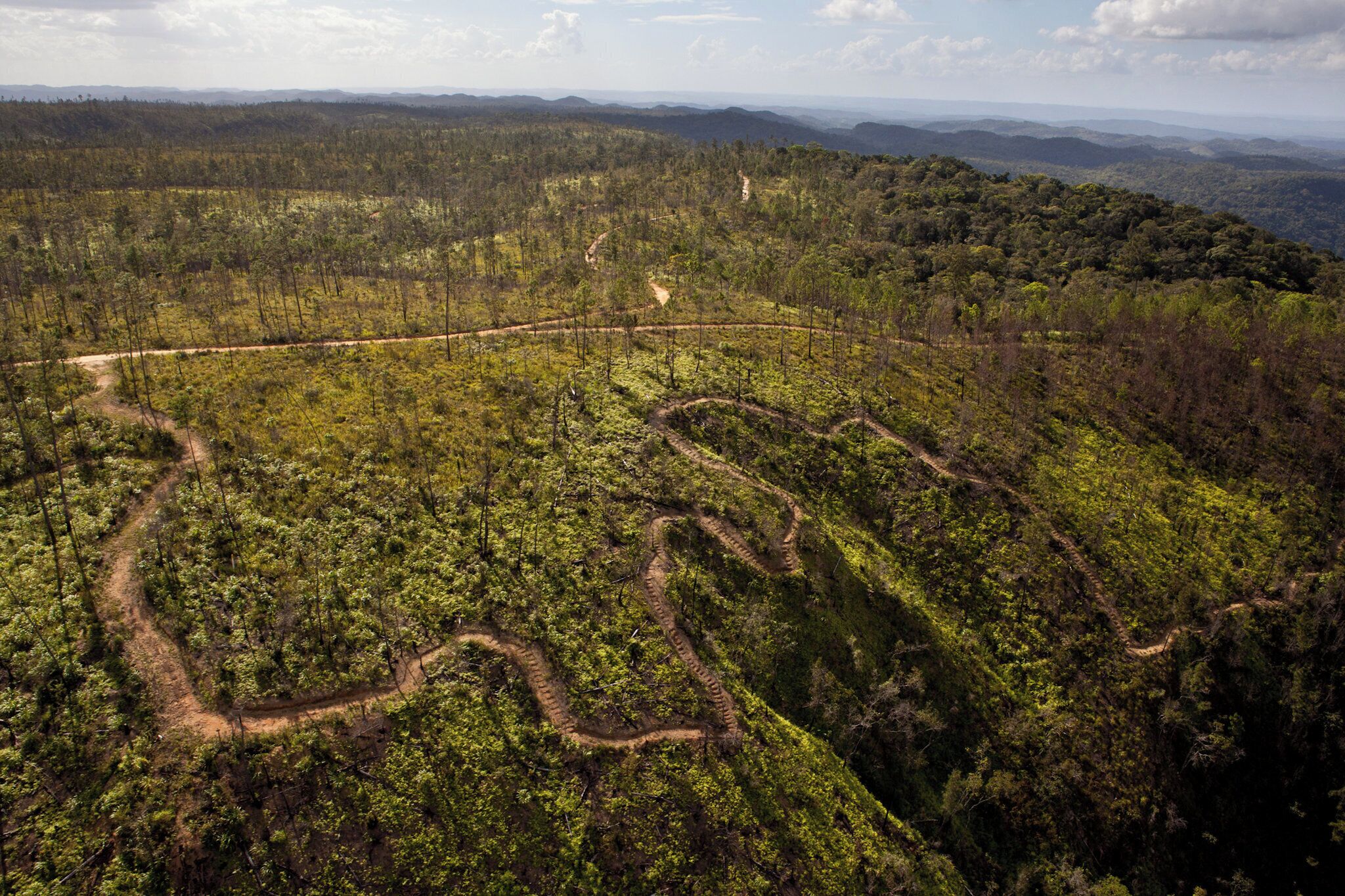 Vista aérea de una zona boscosa con senderos sinuosos.